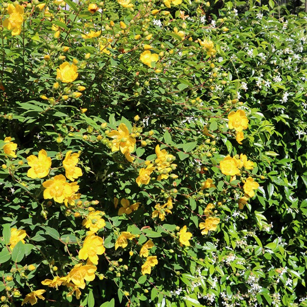 Hypericum hidcote - Millepertuis arbustif - Millepertuis - Hypericum