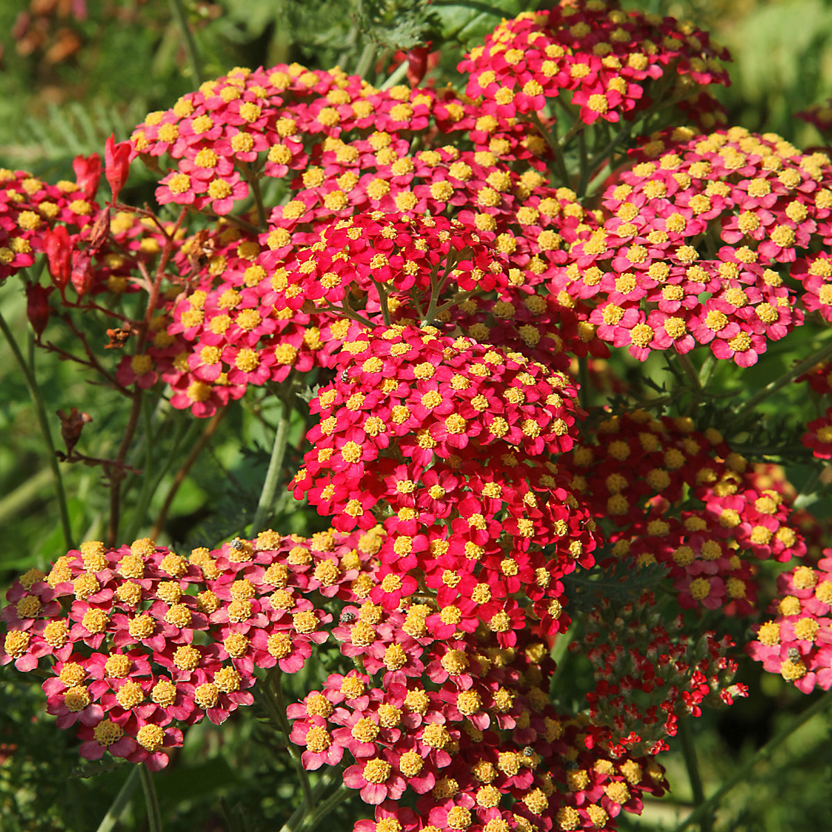 Achillée millefeuille Paprika - Willemse
