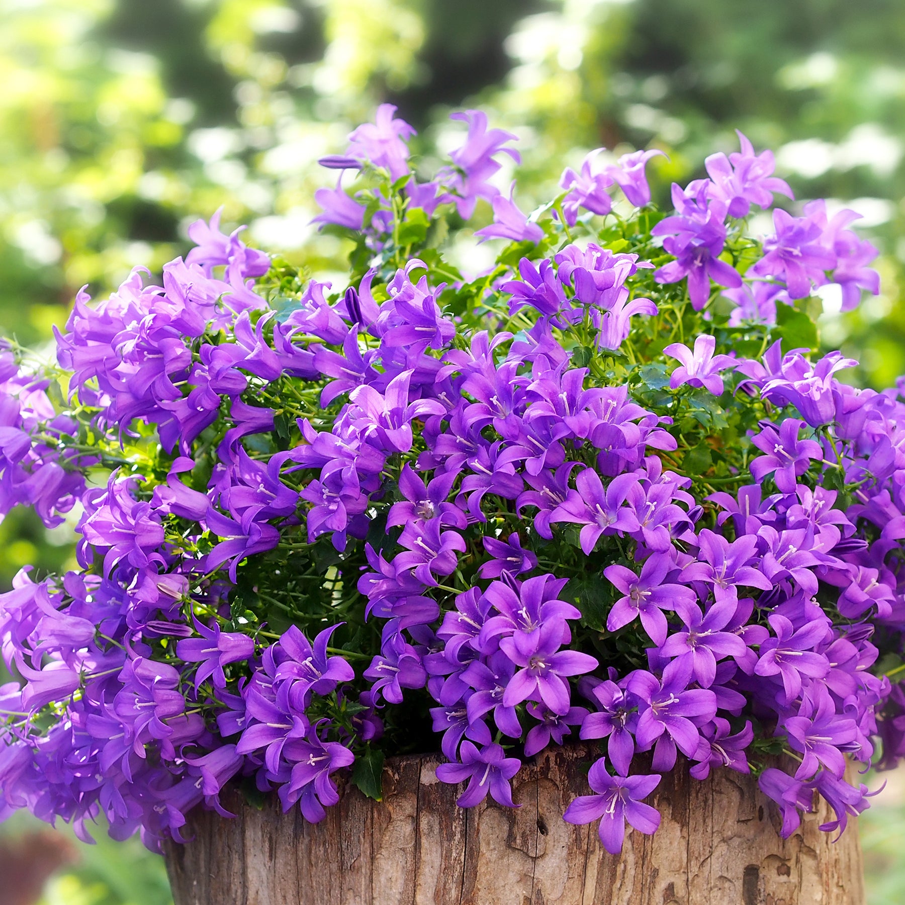 Vente Campanule des murailles