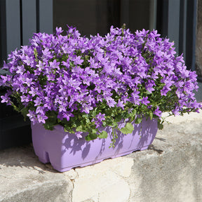 Vente Campanule des murailles - Campanula portenschlagiana