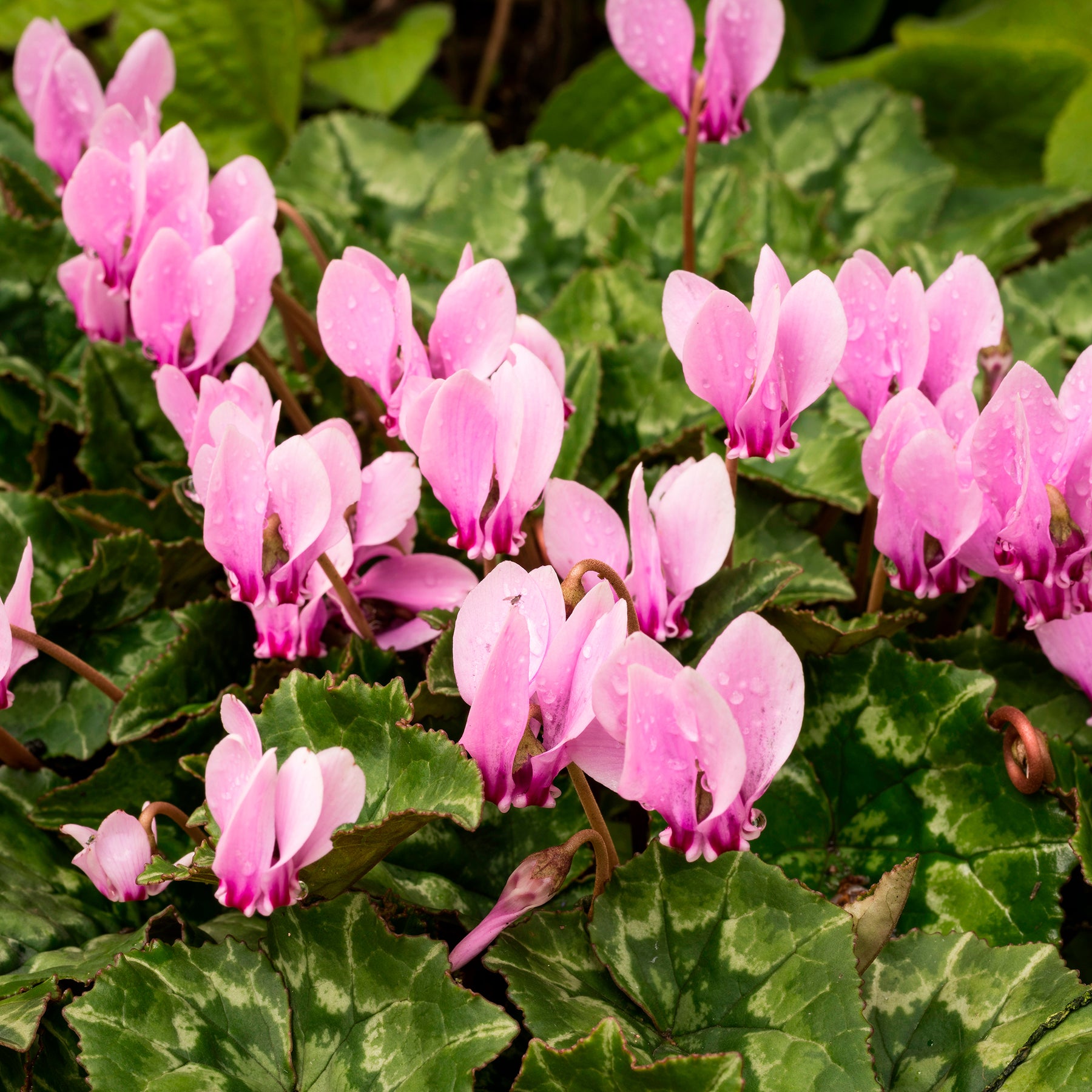 3 Cyclamens de Naples rose