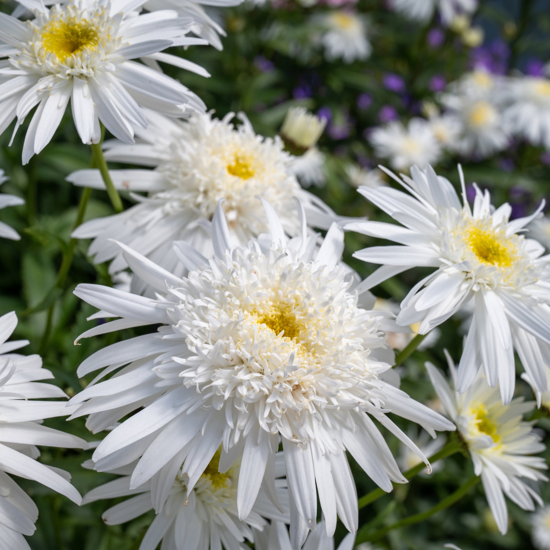 Leucanthemum superbum Wirral Supreme - Marguerite d'été Wirral Supreme - Marguerite