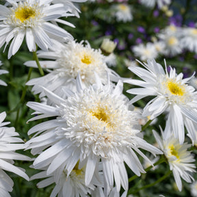 Leucanthemum superbum Wirral Supreme - Marguerite d'été Wirral Supreme - Marguerite