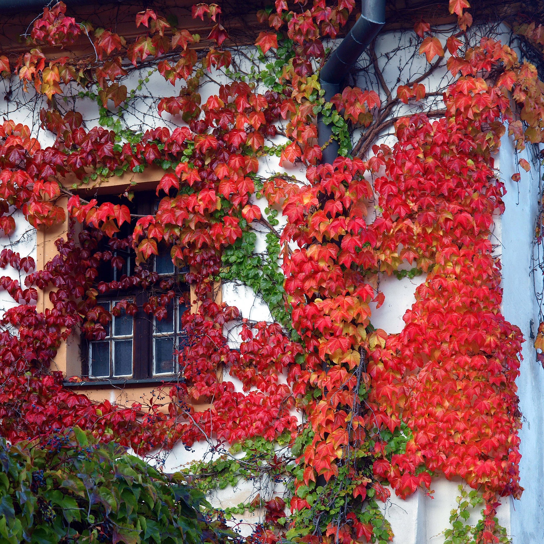 Vigne vierge - Vigne vierge - Parthenocissus tricuspidata veitchii