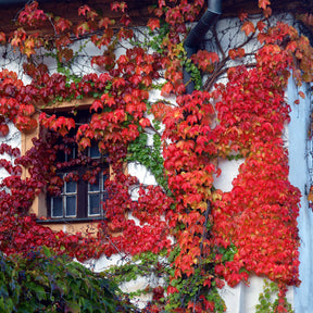 Vigne vierge - Vigne vierge - Parthenocissus tricuspidata veitchii