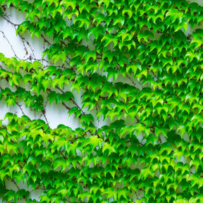 Vente Vigne vierge - Parthenocissus tricuspidata veitchii