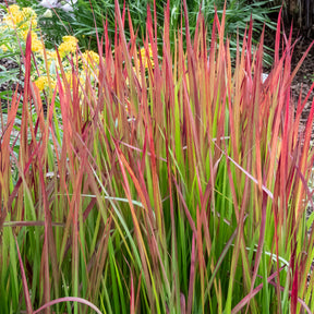 Imperata cylindrica Red Baron - Imperatas Red Baron - Graminées
