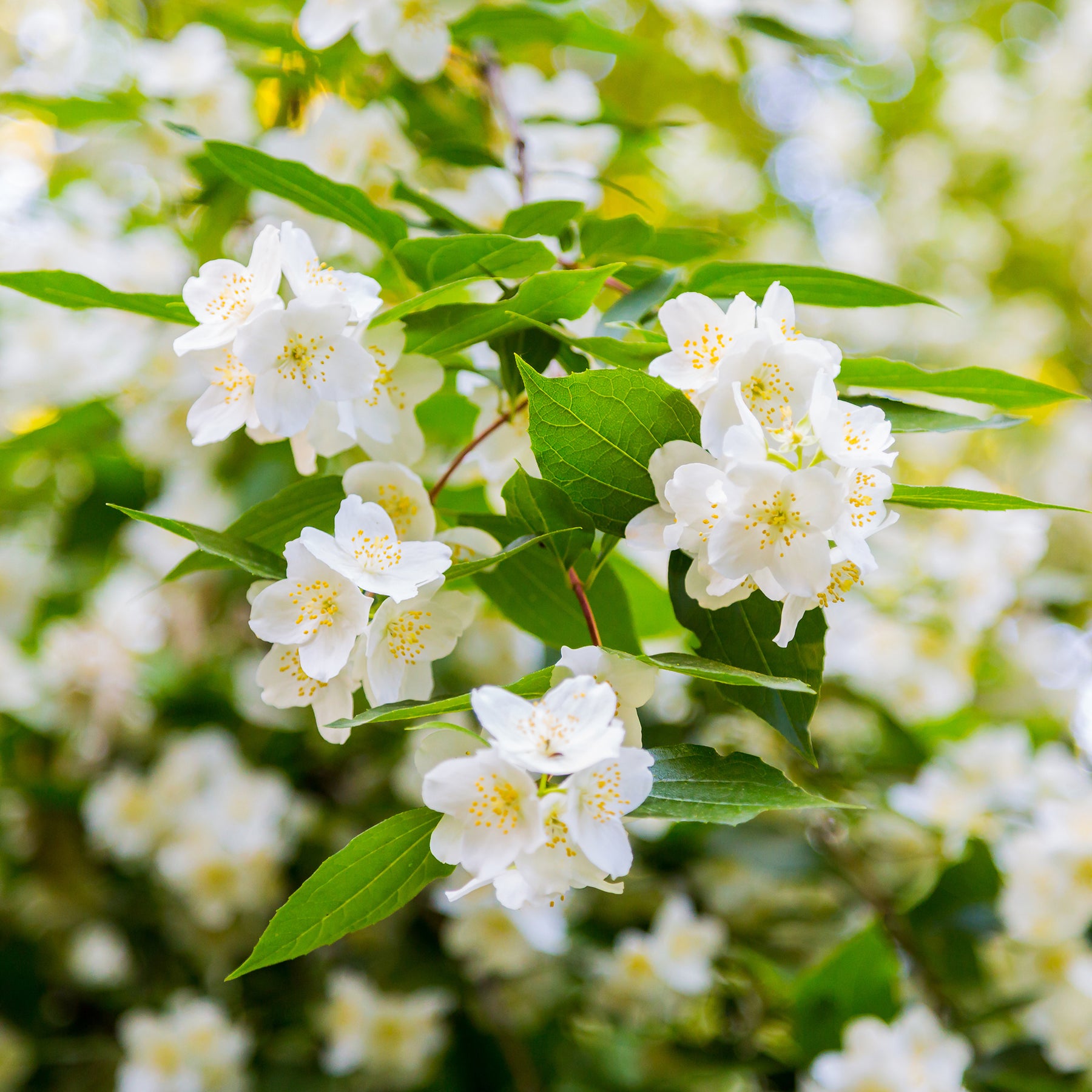 Seringat virginal - Philadelphus