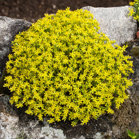  - 4 vivaces couvre-sol pour rocaille - Collections de vivaces