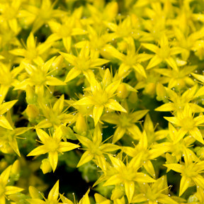 2 Sedum acre - Poivre des murailles