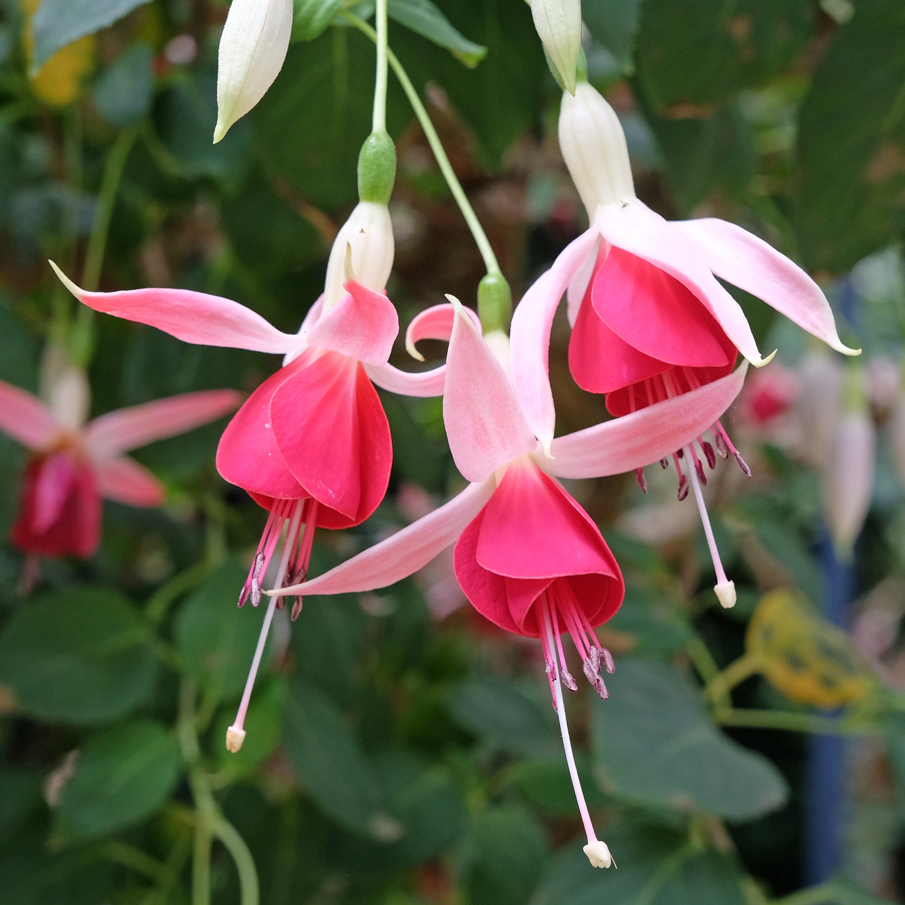 3 Fuchsias Celia Smedley