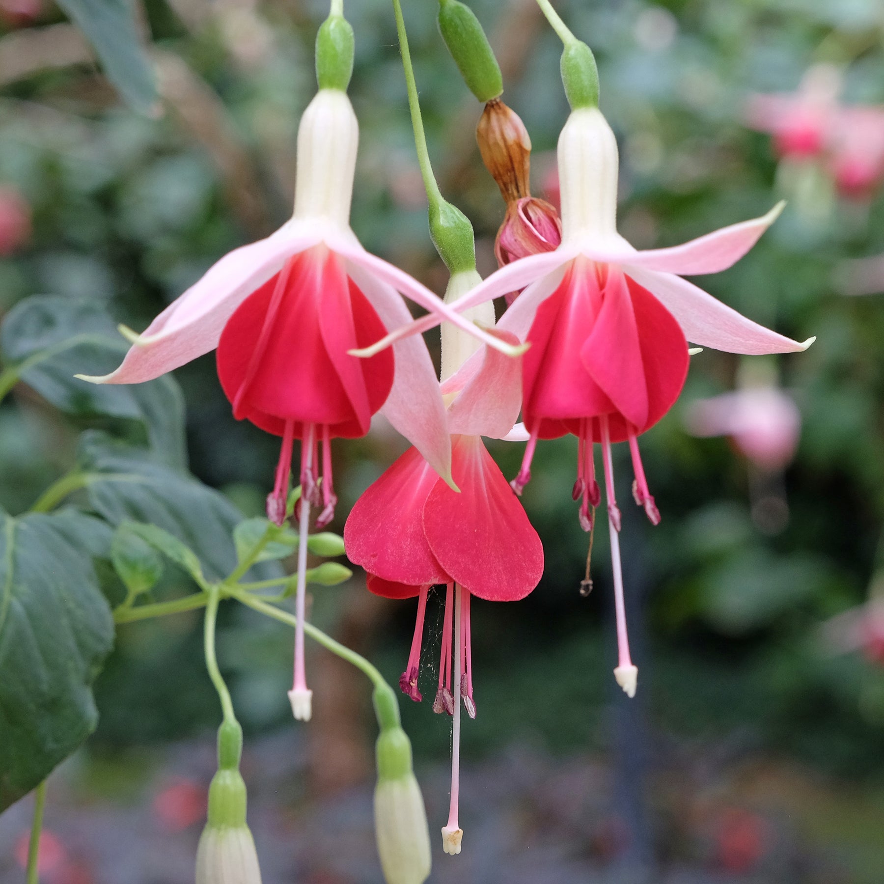 3 Fuchsias Celia Smedley