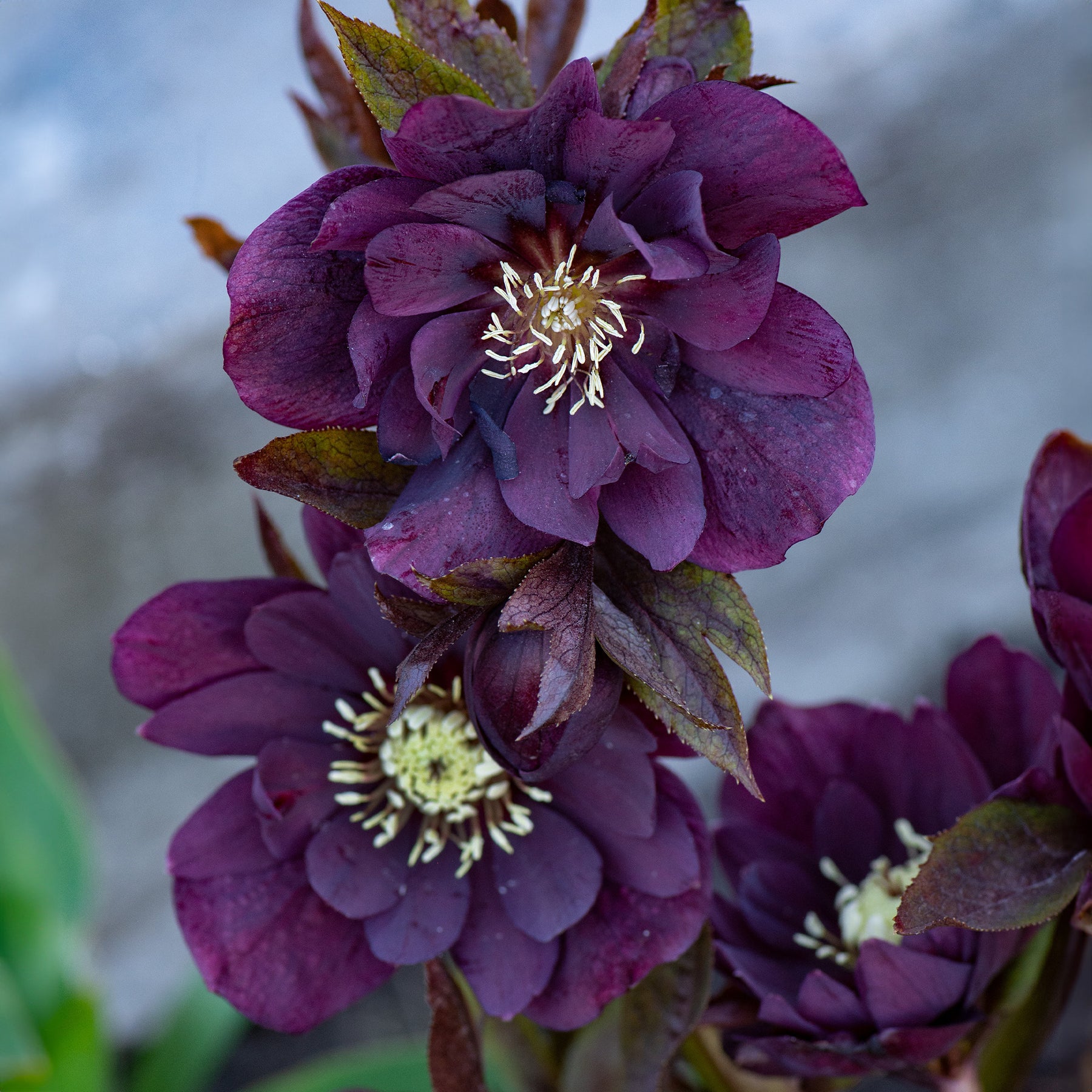 Hellébores - 2 Hellébores doubles violettes Ellen - Helleborus orientalis Double Ellen Purple