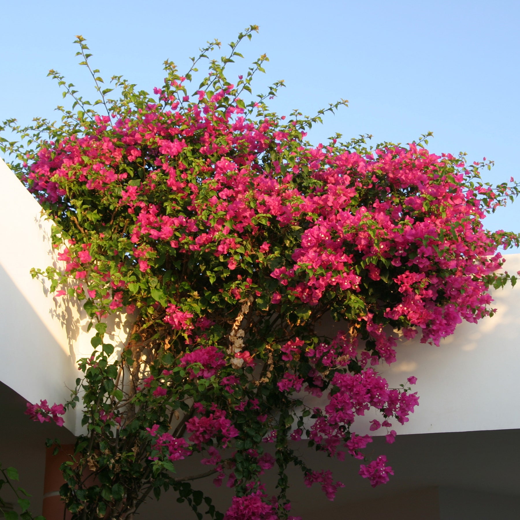 Bougainvilliers - Bougainvillier Rose - Bougainvillea pink