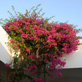 Bougainvilliers - Bougainvillier Rose - Bougainvillea pink