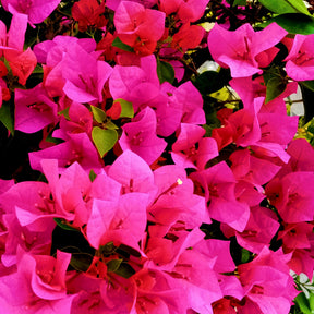 Bougainvillea pink - Bougainvillier Rose - Bougainvilliers
