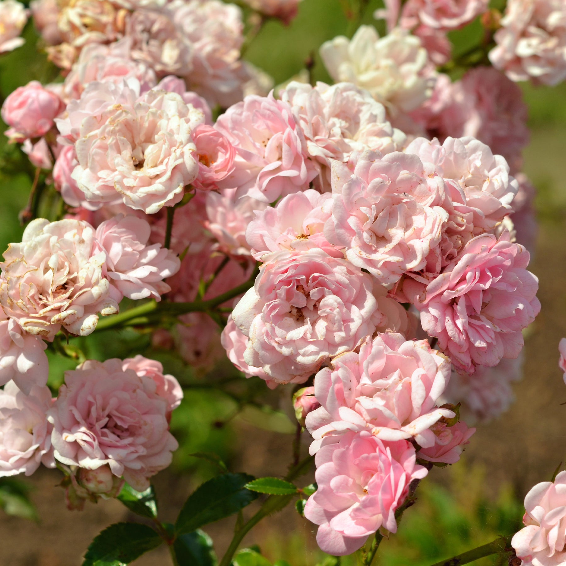 Rosa polyantha 'The Fairy' - Rosier à massif The Fairy - Rosiers nains