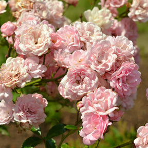 Rosa polyantha 'The Fairy' - Rosier à massif The Fairy - Rosiers nains