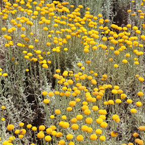 Santoline argentée - Santolina chamaecyparissus - Willemse