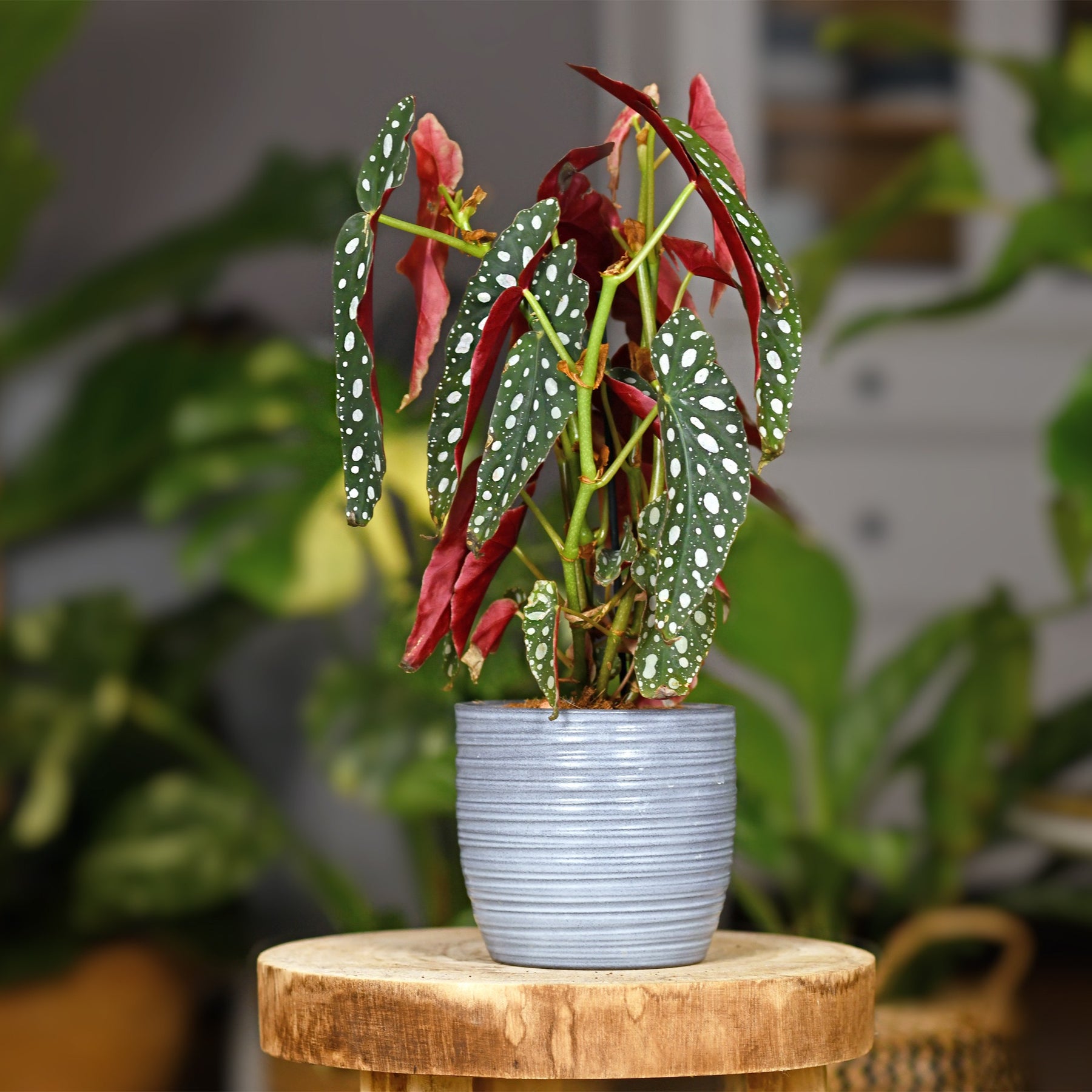 Bégonia maculata sur tige - Begonia maculata - Willemse
