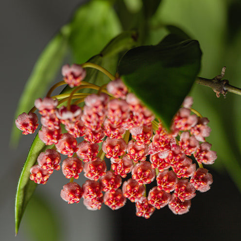 Hoya carnosa Gracilis - Hoya Gracilis - Hoya