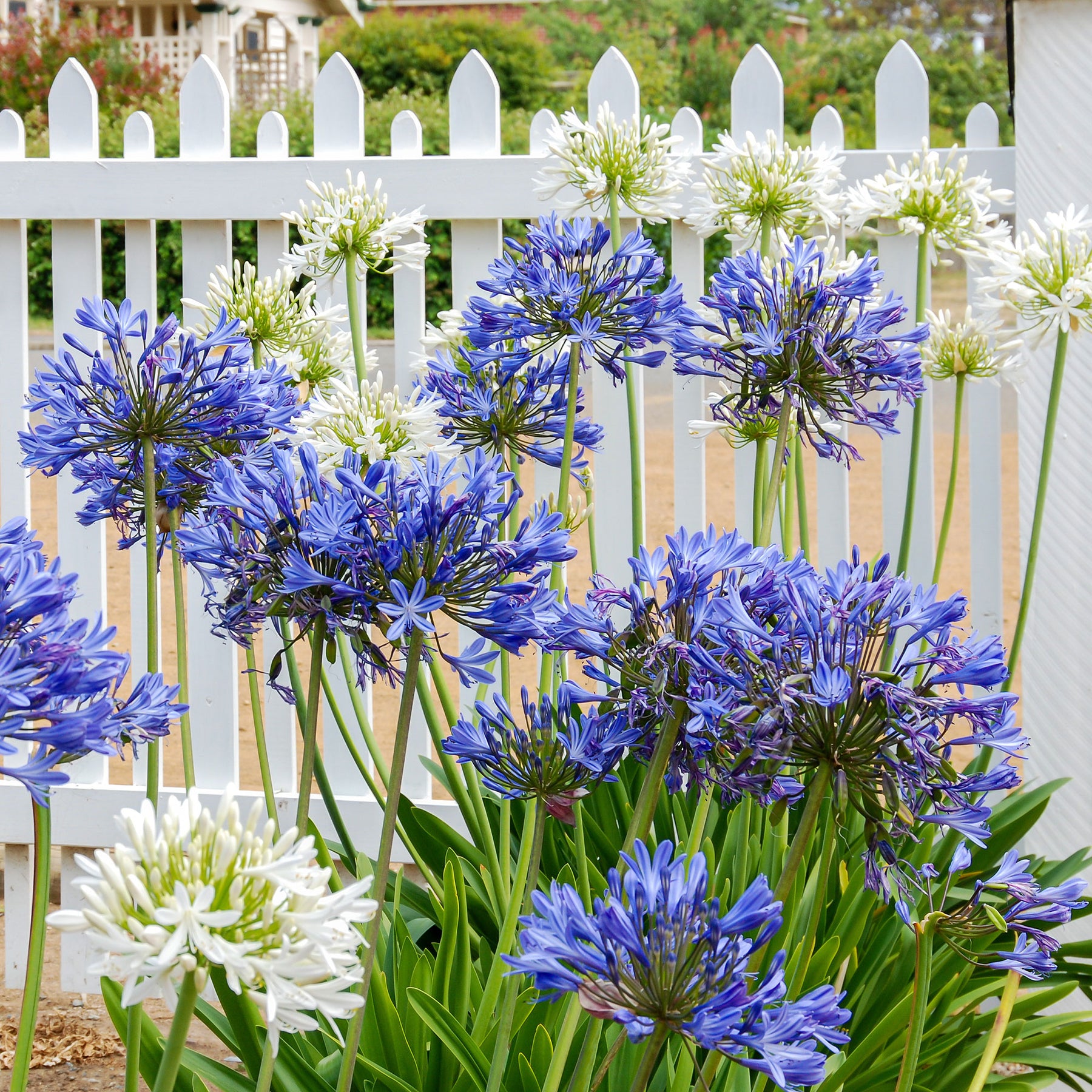 3 Agapanthes violettes et blanche en mélange - Willemse