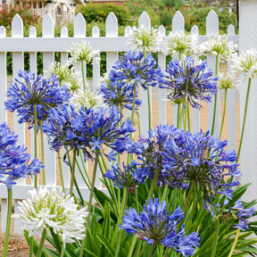 3 Agapanthes violettes et blanche en mélange - Willemse