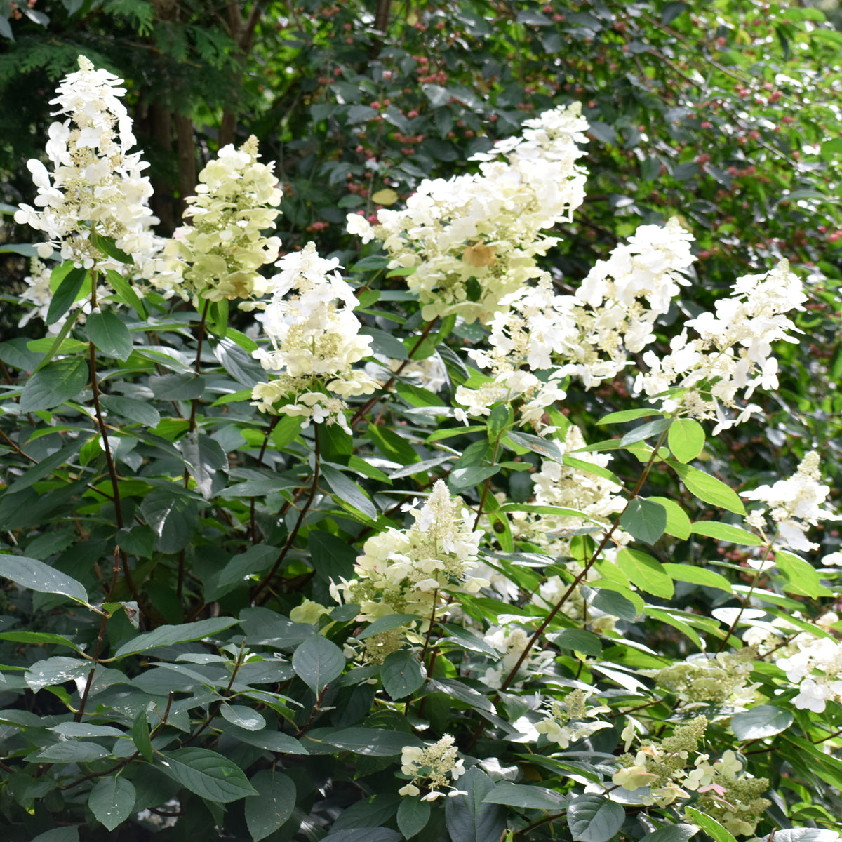 Un Hortensia blanc en cadeau - Hydrangea paniculata Grandiflora - Willemse
