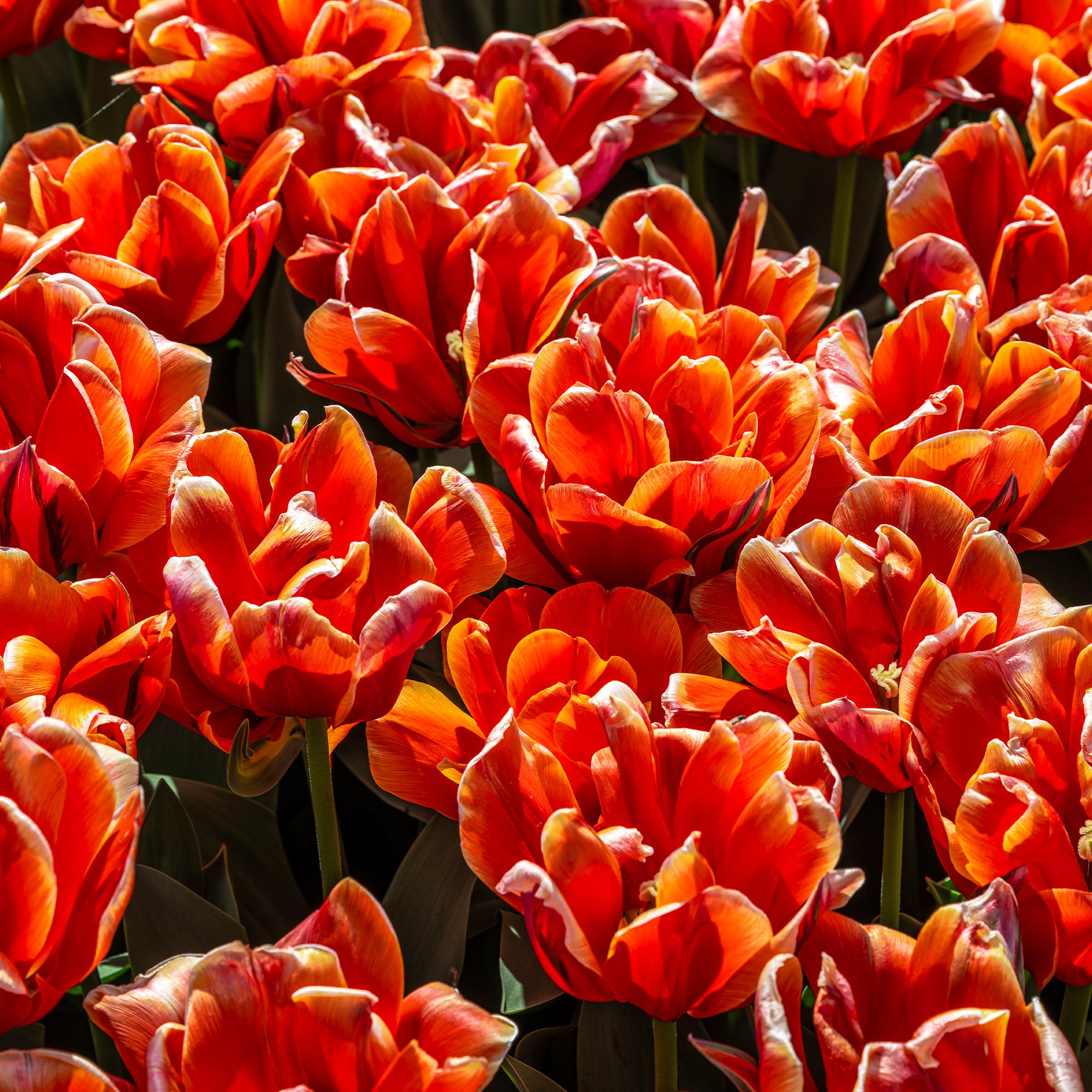 7 Tulipes doubles  Queensday - Tulipa double late Queensday  - Willemse