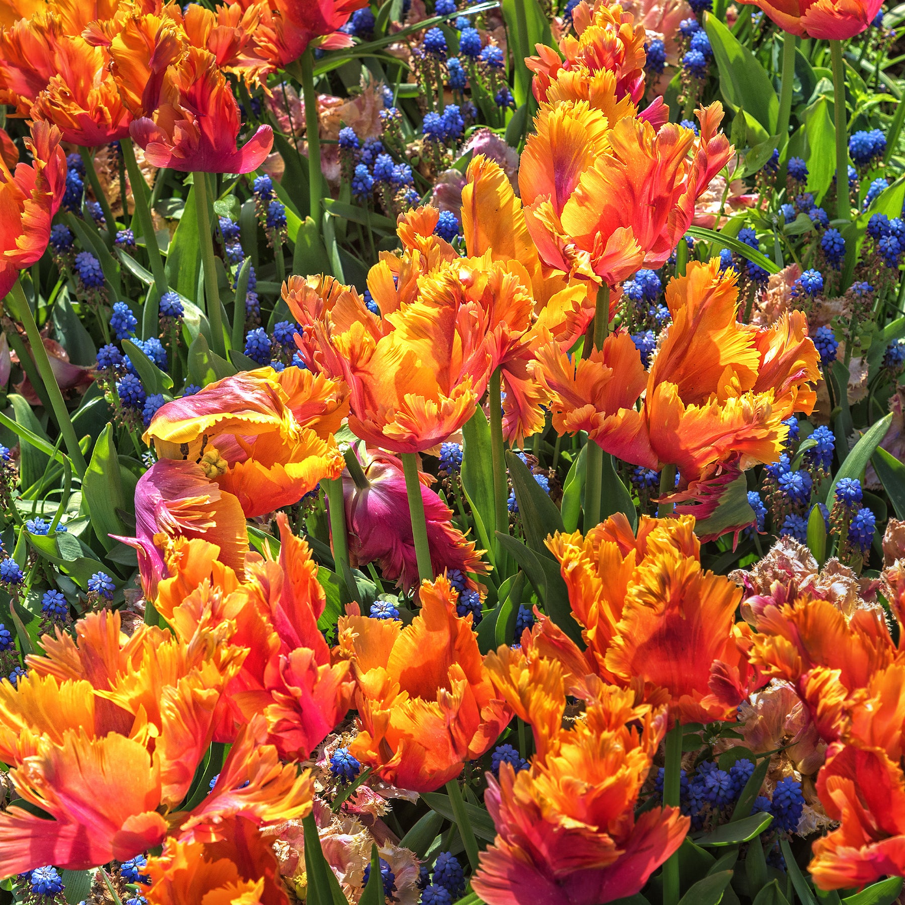 Tulipa parrot Amazing Parrot - 7 Tulipes perroquets Amazing Parrot - Tulipe