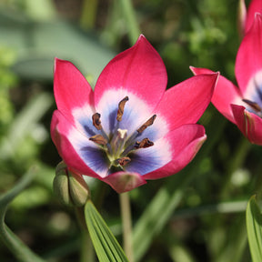Tulipa botanical little beauty - 10 Tulipes botaniques Little Beauty - Tulipe