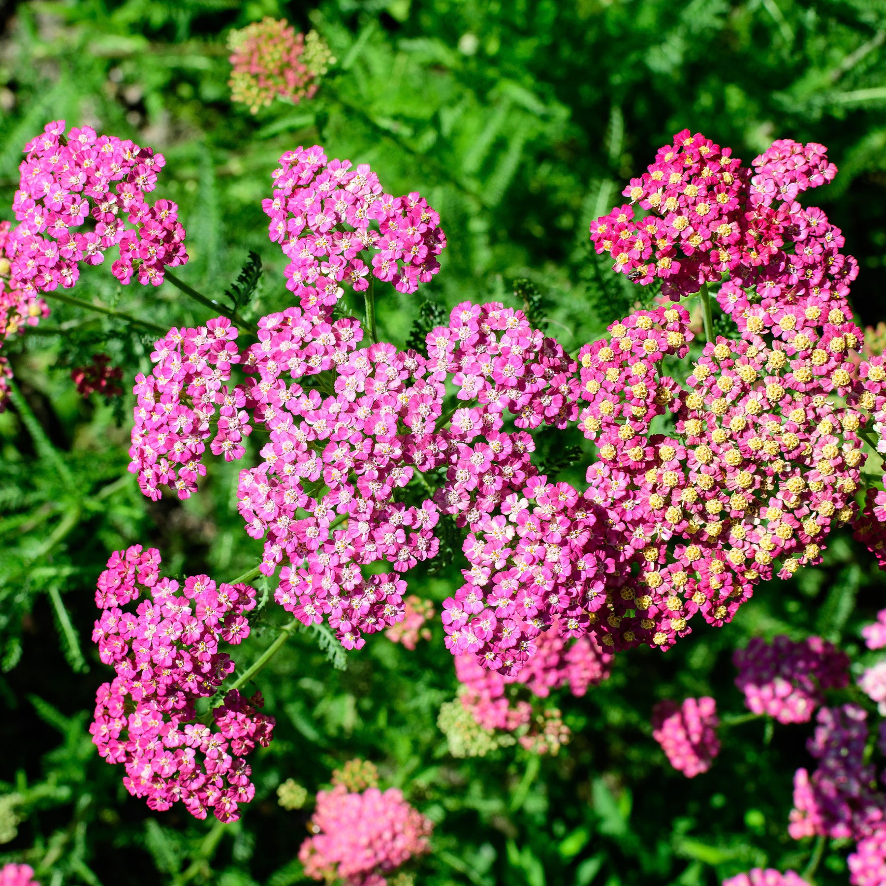 Achillée millefeuille Mily Rock - Willemse