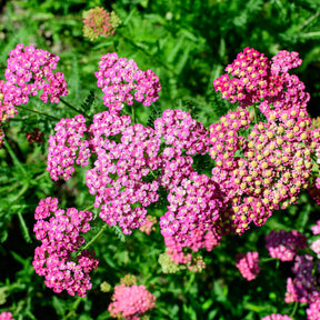 Achillée millefeuille Mily Rock - Willemse