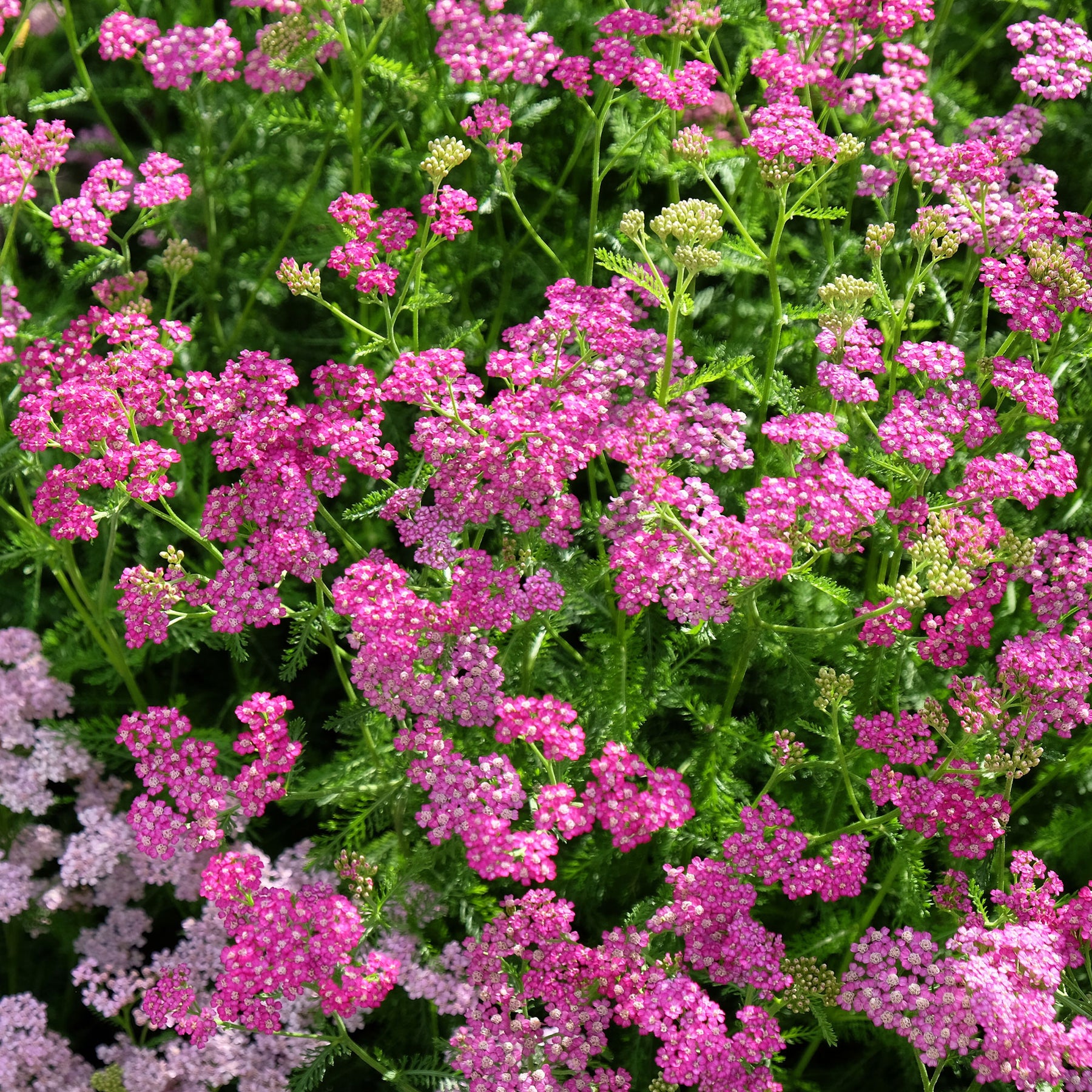 achillea milleforlium Mily Rock  - Achillée millefeuille Mily Rock - Achillée