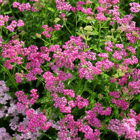 achillea milleforlium Mily Rock  - Achillée millefeuille Mily Rock - Achillée