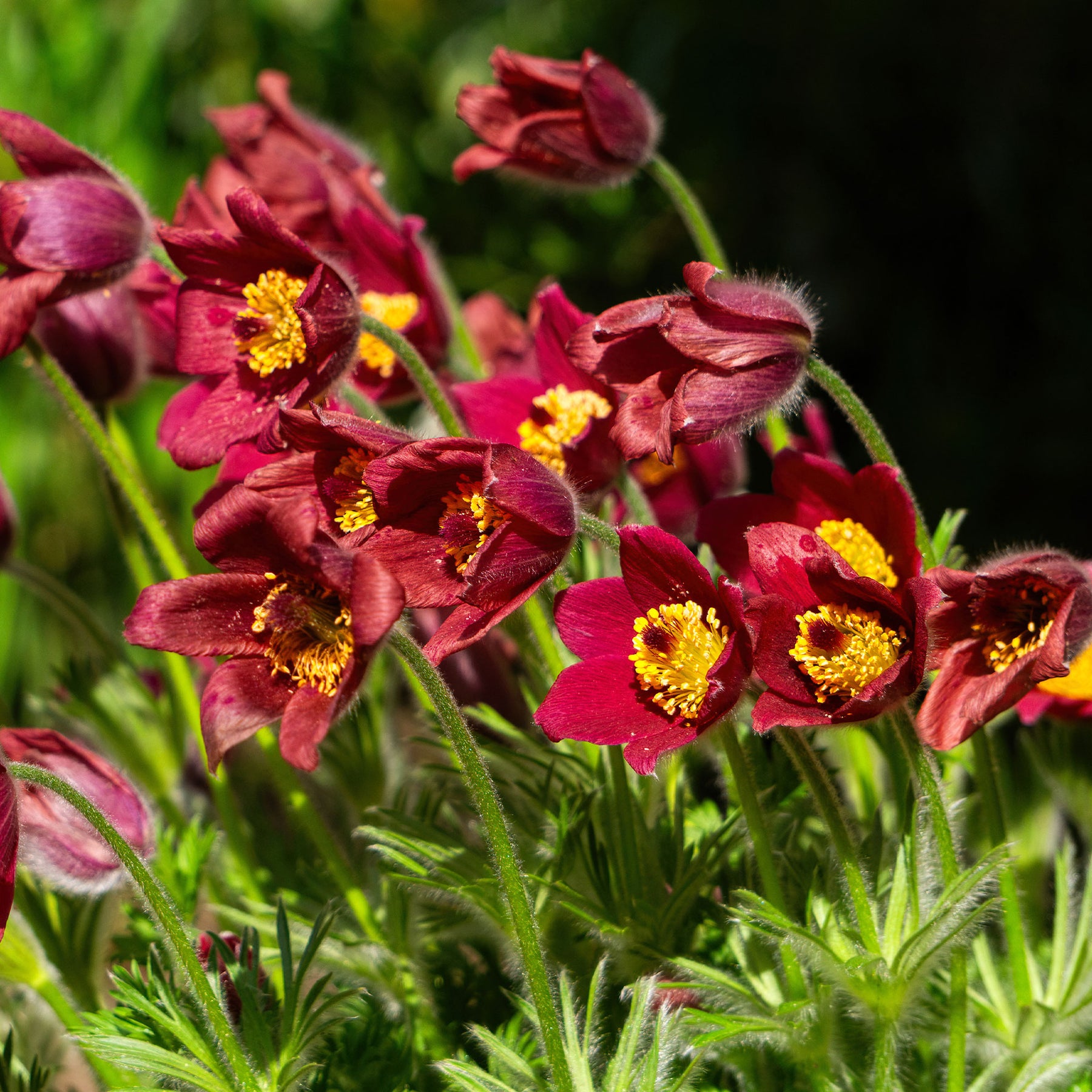 Anémone pulsatille rouge - pulsatilla rood  - Willemse