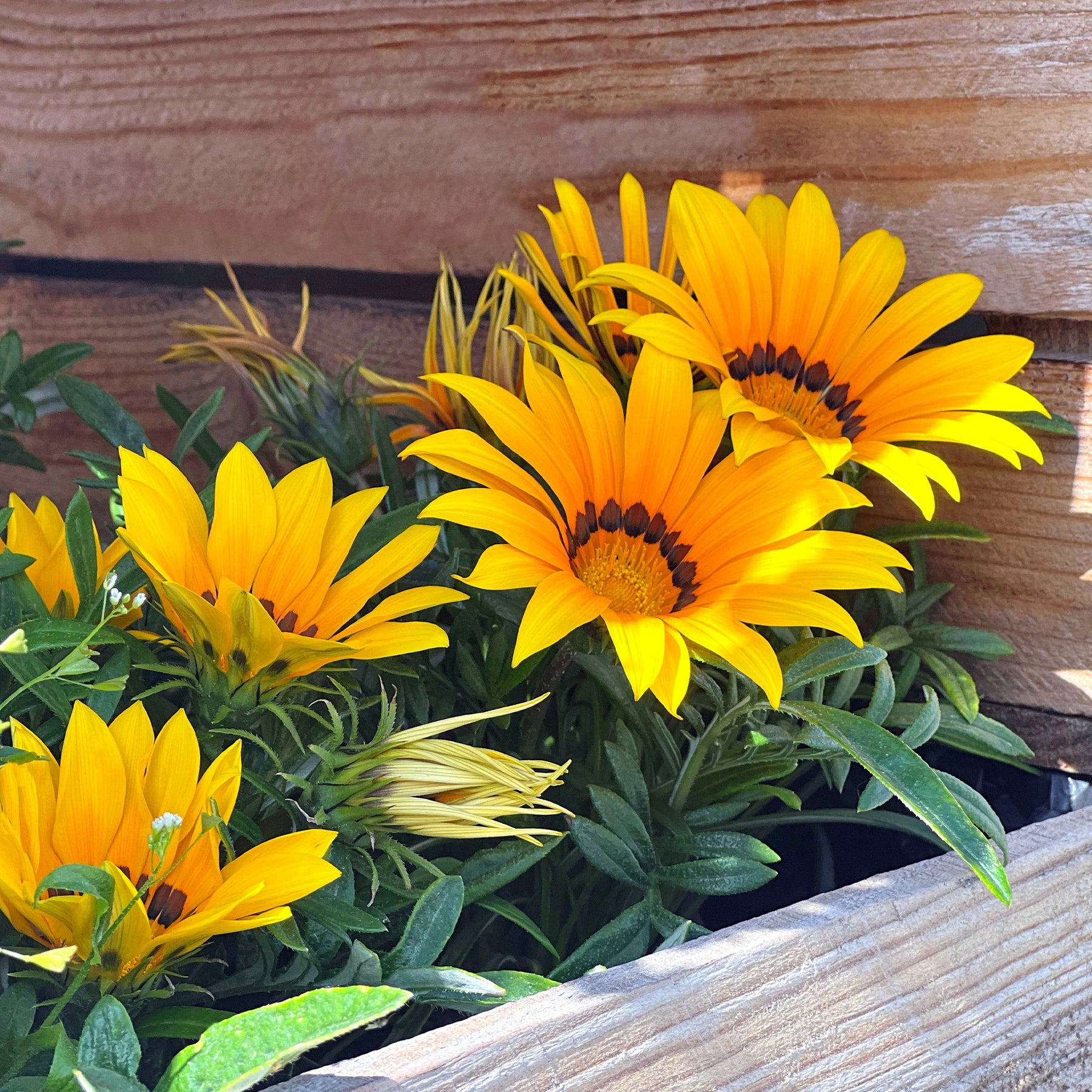 Gazania Suncarpet® - Gazania Suncarpet® - Gazania