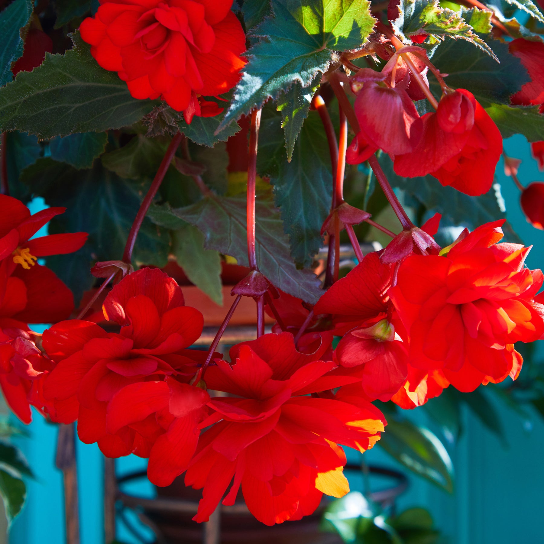 Bégonia pendula  red - Bégonia retombant rouge - Balcon et terrasse
