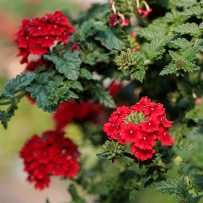 Verveine retombante rouge - Verbena  red - Willemse