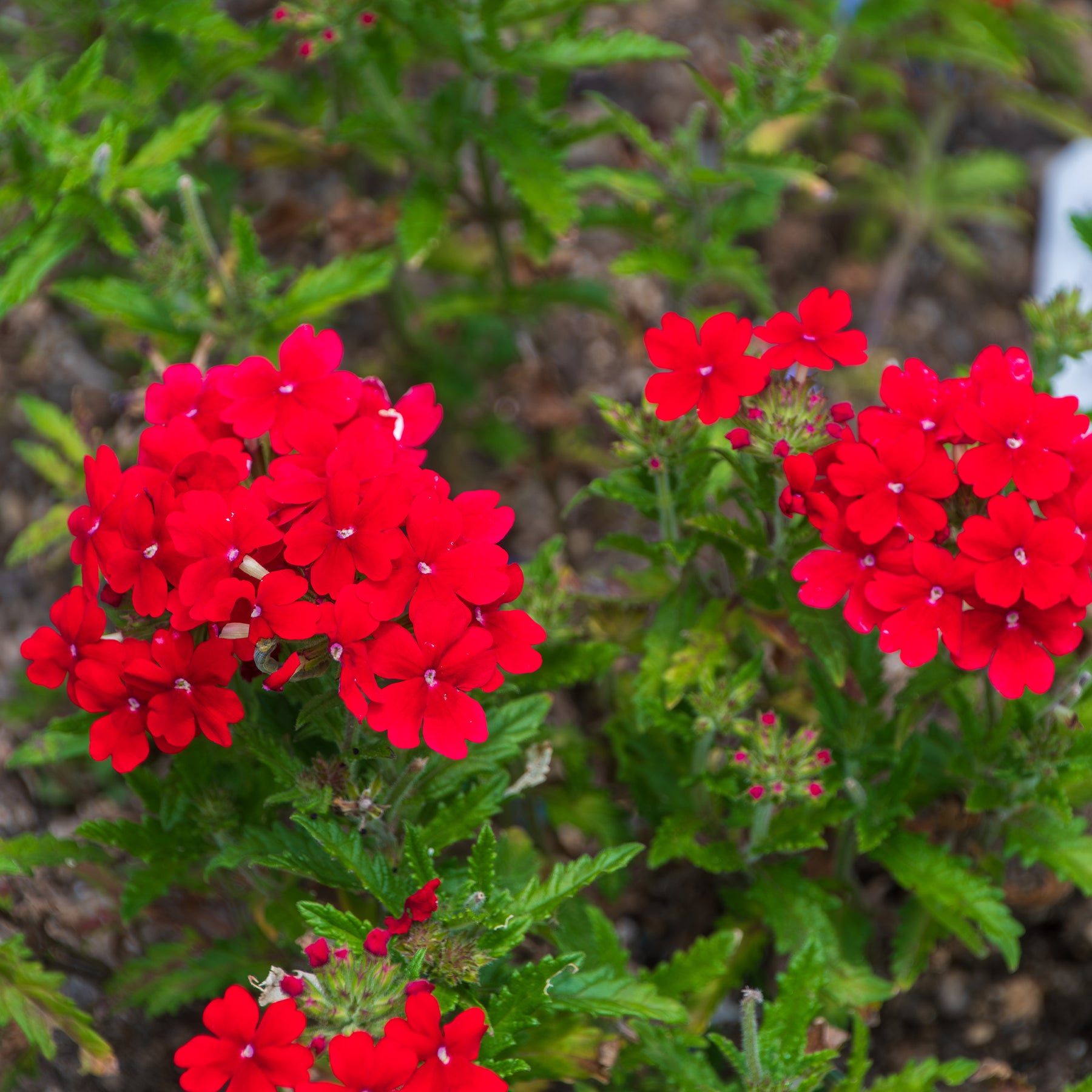 Verbena  red - Verveine retombante rouge - Balcon et terrasse