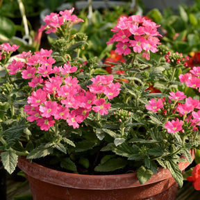 Verveine retombante rose - Willemse