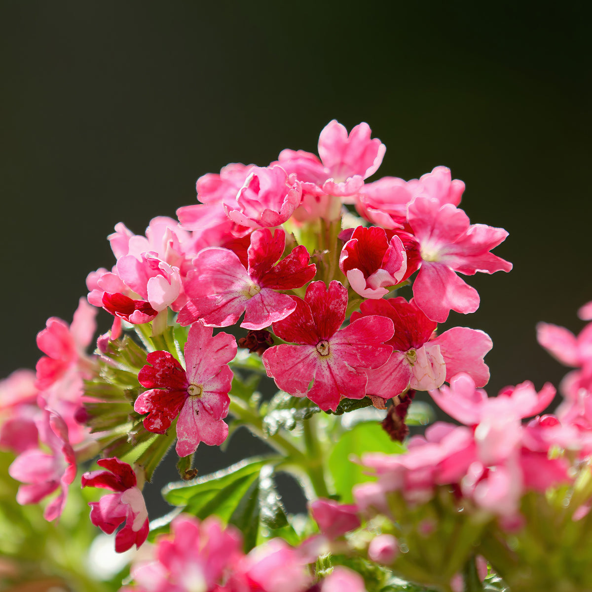 Verveine retombante rose - Verbena  pink - Willemse