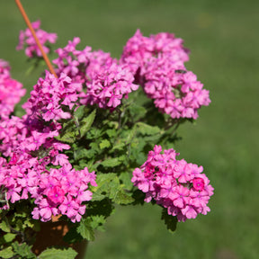 Verbena  pink - Verveine retombante rose - Balcon et terrasse