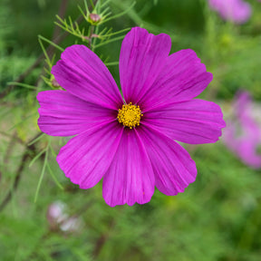 Cosmos violet - Willemse