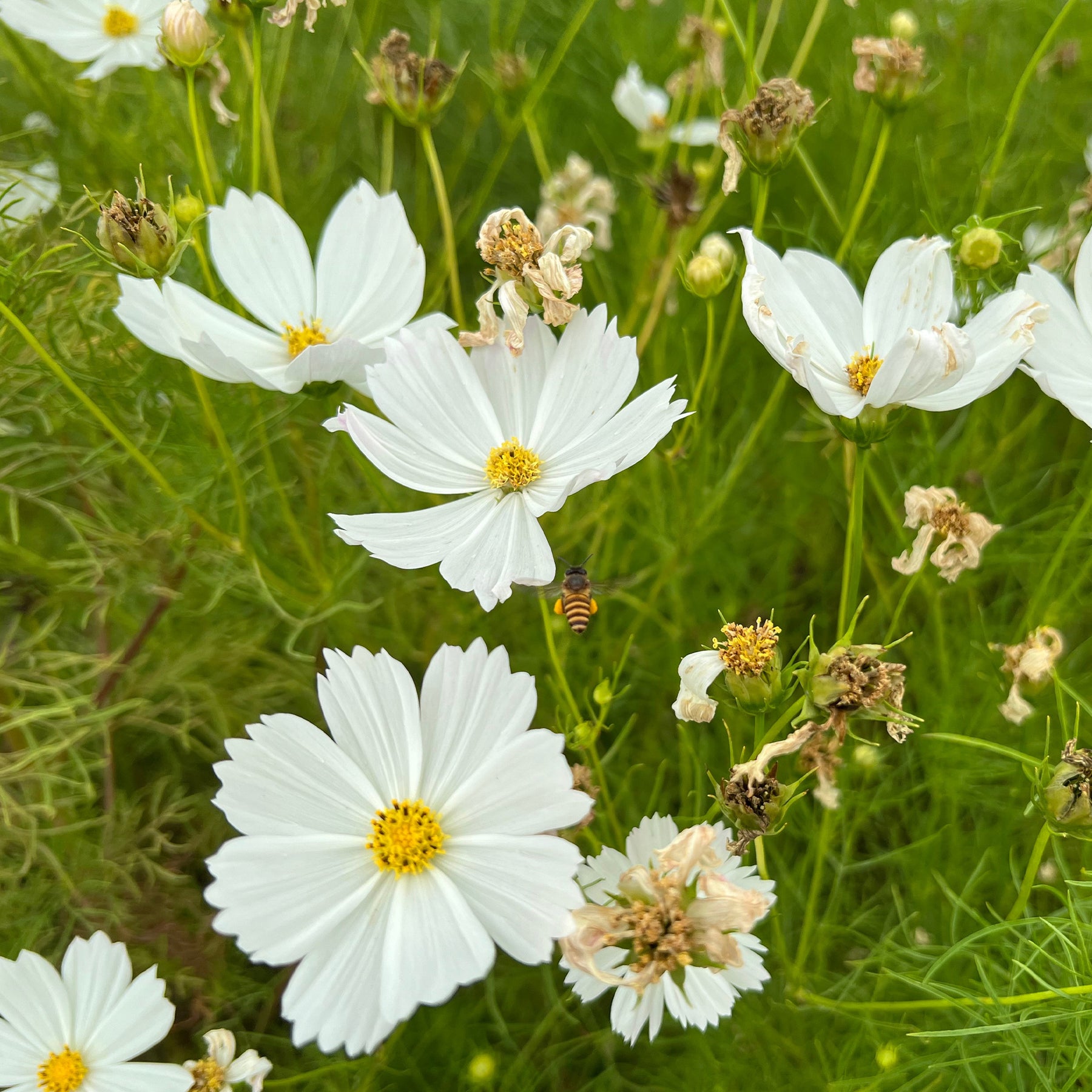 Cosmos blanc - Cosmos white - Willemse