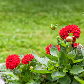 Dahlia rouge - Willemse