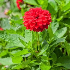 Dahlia red - Dahlia rouge - Balcon et terrasse