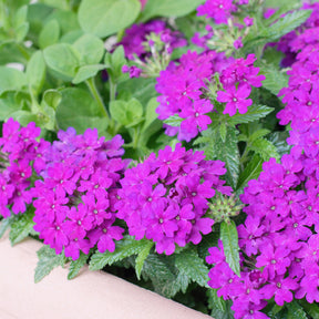 Verveine retombante violette - Willemse