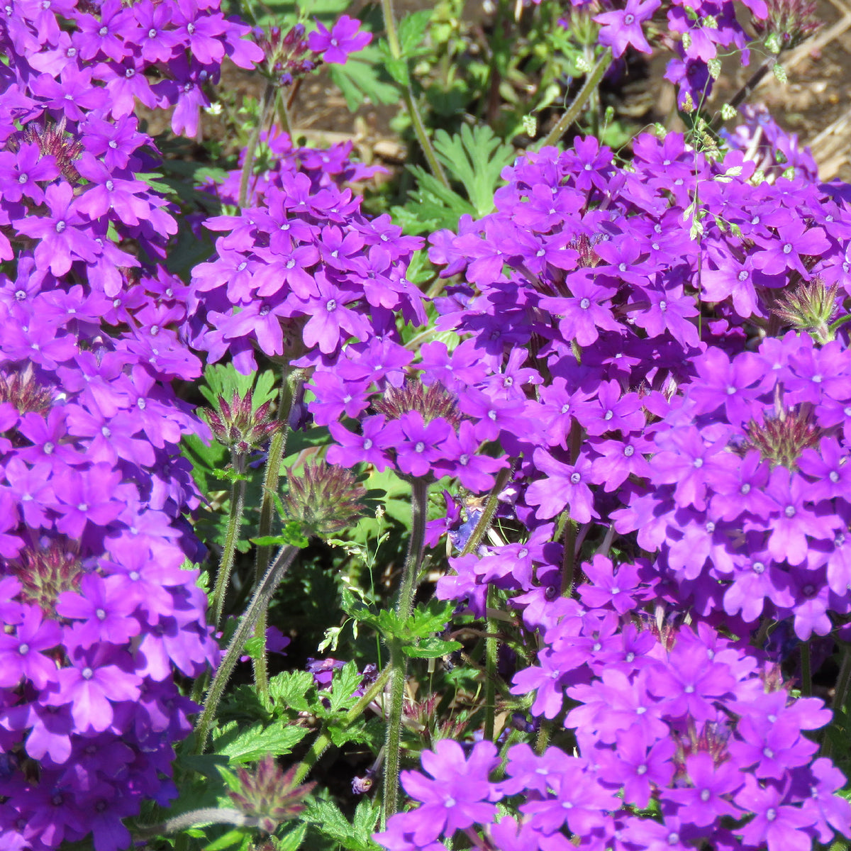 Verveine retombante violette - Verbena purple - Willemse