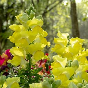 Muflier jaune - Muflier yellow - Willemse